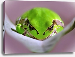 Постер Зелёная лягушка крупным планом