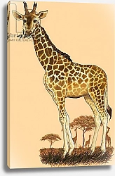 Постер Школа: Английская 20в. Giraffe