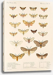 Постер Годман Фредерик Insecta Lepidoptera-Heterocera Pl 074