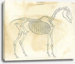 Постер Анатомия лошади