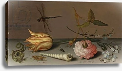 Постер Аст Балтазар A tulip, a carnation, spray of forget-me-nots, with a shell, a lizard and a grasshopper, on a ledge, a dragonfly in flight