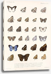 Постер Годман Фредерик Insecta Lepidoptera-Rhopalocera Pl 008
