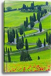 Постер Весенняя Тоскана. Маки и кипарисы