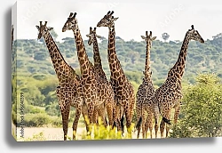 Постер Группа жирафов