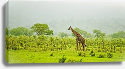 Постер Жираф на зеленой равнине