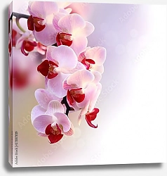 Постер Пурпурная орхидея