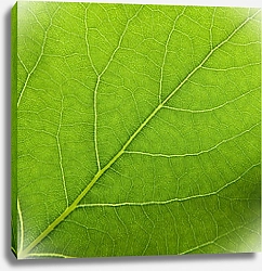 Постер Зеленый молодой листок