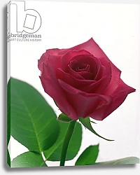 Постер Холландс Норман (совр) Red rose, 1999