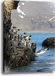 Постер Ныряющие пингвины