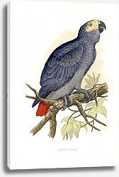 Постер Grey Parrot