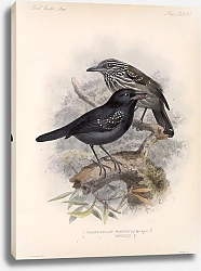 Постер Птицы J. G. Keulemans №51
