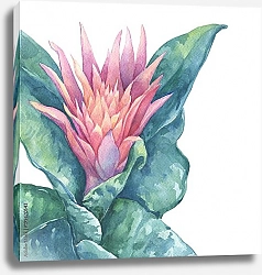 Постер Цветущий тропический розовый цветок Эхмея полосатая