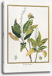 Постер Croton variegatum