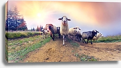Постер Стадо овец в Карпатах