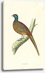 Постер Pheasant 4