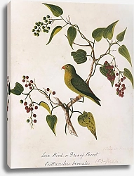 Постер Vernal Hanging-Parrot
