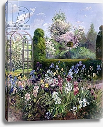 Постер Истон Тимоти (совр) Irises in the Formal Gardens, 1993