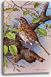 Постер British Birds - Songthrush