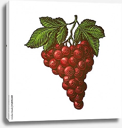 Постер Гроздь красного винограда с листьями