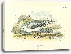Постер Glaucous Gull 1
