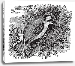 Постер Woodpecker or piculets or wrynecks, vintage engraving.