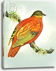 Постер Иллос Берт Orange Dove