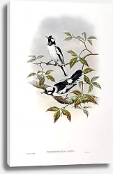 Постер White-crowned Flycatcher - Piezorhynchus castus
