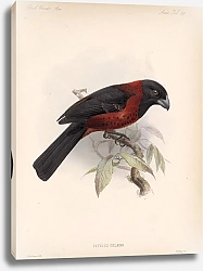 Постер Птицы J. G. Keulemans №26