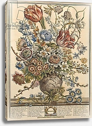 Постер Кастилс Питер March, from 'Twelve Months of Flowers' by Robert Furber engraved by Henry Fletcher 2