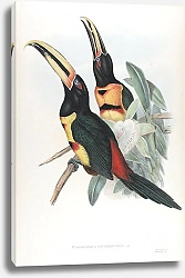 Постер Pteroglossus erythropygius