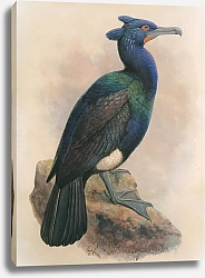 Постер Spectacled Cormorant