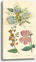 Постер Stanhopea Oculata, Chorizema Cordata 1