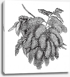 Постер Fraxinus ornus or Flowering Ash vintage engraving