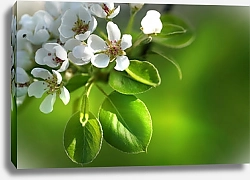 Постер Ветка цветущей яблони крупным планом