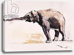 Постер Адлингтон Марк (совр) Indian Elephant, Khana