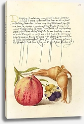 Постер Хофнагель Йорис Common Apple, European Wild Pansy, and Giant Filbert