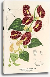 Постер Лемер Шарль Aristolochia floribunda