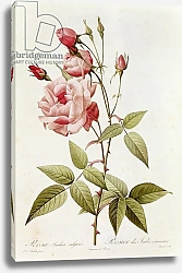 Постер Редюти Пьер Rosa Indica Vulgaris, from 'Les Roses' by Claude Antoine 1817