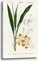 Постер Карликовый кардамон (Alpinia nutans) 