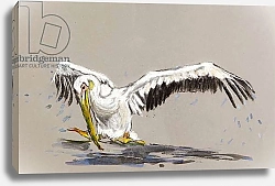 Постер Сандерс Франческа (совр) Pelican 2, 2015
