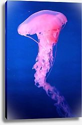 Постер Изящная розовая медуза