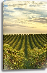 Постер Ряды виноградных лоз на винограднике Макларен Вейл, Южная Австралия