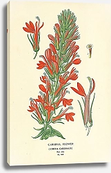 Постер Cardinal Flower (Lobelia Cardinalis)