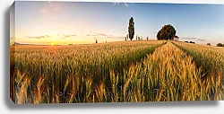 Постер Словакия. Закат над пшеничным полем с часовней