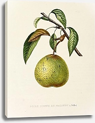 Постер Pears - Poire Bonne De Malines