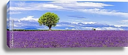 Постер Франция, Прованс. Панорама с цветущей лавандой и деревом