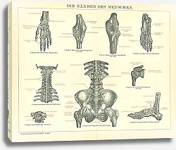 Постер Связки человеческого тела