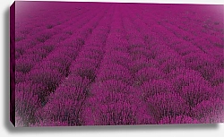 Постер Розовое поле лаванды