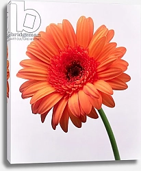 Постер Холландс Норман (совр) Orange flower, 1999