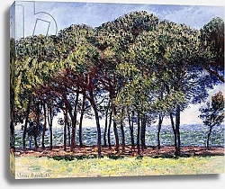 Постер Моне Клод (Claude Monet) Pines, Cap d'Antibes, 1888